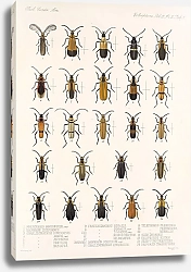 Постер Годман Фредерик Insecta Coleoptera Pl 087