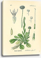 Постер Globulariaceae, Globularia vulgaris