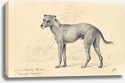 Постер Смит Чарльз Гамильтон Feral Dog of St. Domingo