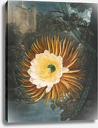 Постер Торнтон Роберт Цереус, дующий по ночам