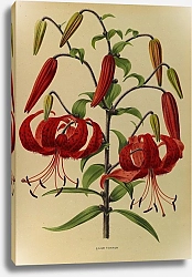 Постер Арендсен Арентина Тигровая лилия