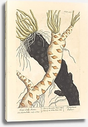 Постер Блэквелл Элизабет Корни водяной лилии