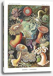 Постер Actiniae–Seeanemonen
