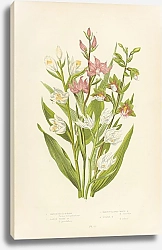 Постер Marsh Helleborine, Large White h., Narrow-leaved White h., Purple h.