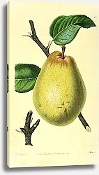 Постер Сливочная груша D'Aremberg
