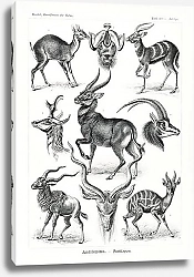 Постер Antilopina–Antilopen