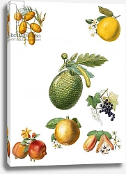 Постер Школа: Английская 20в. Tropical fruit 1