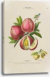 Постер Флора Америки, нарисованная с натуры на площади пл. 142