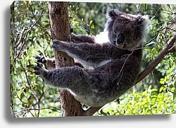 Постер Коала в ветвях дерева