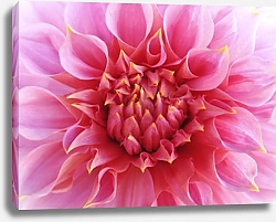 Постер Лепестки розового георгина
