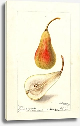 Постер Пассмор Дебора Pyrus communis: французский жаргон