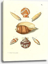 Постер Морские раковины 034