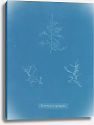 Постер Аткинс Анна Bonnemaisonia asparagoides
