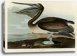 Постер Brown Pelican 2