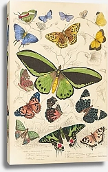 Постер Макгилливрей Уильям Butterflies