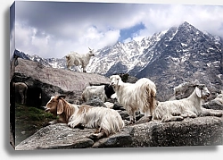 Постер Горные козы в Гималаях, Непал