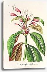 Постер Лемер Шарль Dipteracanthus Herbstii