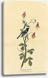 Постер Black-throated Blue Warbler