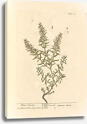 Постер Блэквелл Элизабет Зимний пикантный