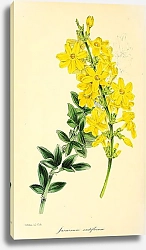 Постер Jasminum Nudiflorum