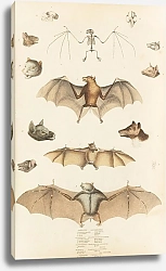 Постер Макгилливрей Уильям Roussettes