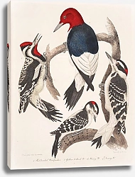 Постер Птицы Америки Уилсона 9