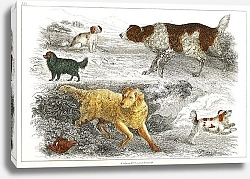 Постер Коллекция различных собак и кокеров