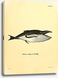Постер Горбатый кит 1