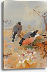 Постер Торнбурн Арчибальд (Бриджман) Bullfinches