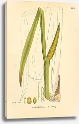 Постер English Botany №224