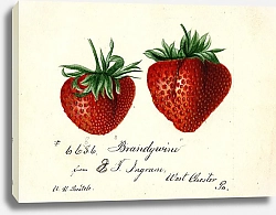 Постер Пассмор Дебора Фрагария: Брендивайн