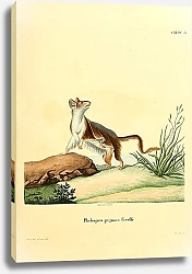 Постер Поссум Phalangista pygmaea
