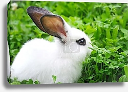 Постер Зайчонок в поле клевера