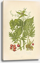 Постер Black Bryony, Herb Paris, Common Asparagus, Butchers Broom