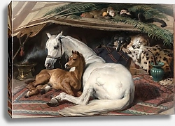 Постер Лэндсир Эдвин Арабский шатер