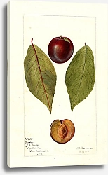 Постер Пассмор Дебора Prunus domestica: Потворник