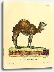 Постер Одногорбый верблюд