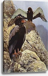 Постер Кухнерт Уильям Bateleur Eagle