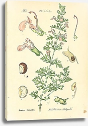 Постер Labiatae, Teucrium Botrys
