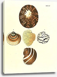 Постер Морские раковины 021