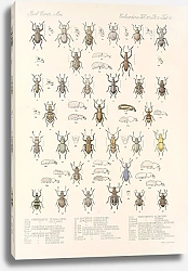 Постер Годман Фредерик Insecta Coleoptera Pl 154