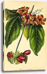 Постер Bignonia Capreolata