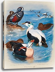 Постер Торнбурн Арчибальд (Бриджман) Harlequin And Eider Ducks