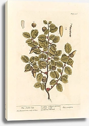 Постер Блэквелл Элизабет Алый дуб