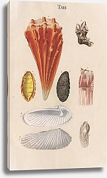 Постер Спаловский Иоганн Prodromus in systema historicum testaceorum Pl.13