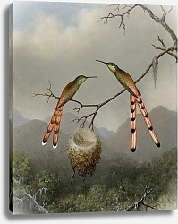 Постер Хид Мартин Джонсон Two Hummingbirds with Their Young