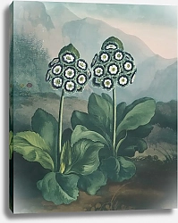 Постер Торнтон Роберт Группа ушных раковин.