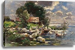 Постер Кестер Александр Утки на озере