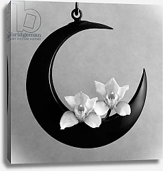 Постер Аракава Хируоки (совр) The Orchids Of The Moon, 2006