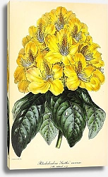 Постер Rhododendron Smithii Aureum